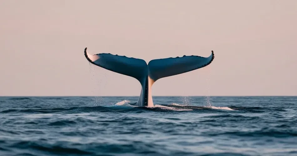Outdoor Adventures in Santa Barbara: Surfing, Kayaking & More
